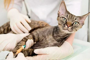 Nezavisna faza kapaljne mačke Nezavisna faza kapaljne mačke